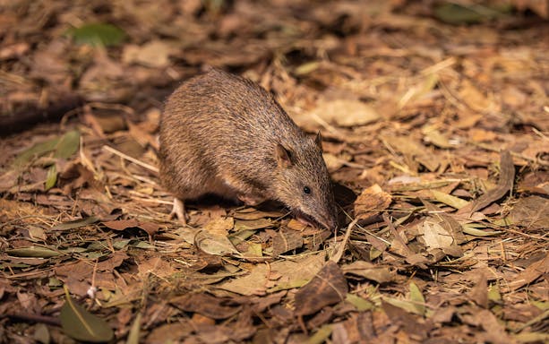 Bandicoot foraging among leaves at Wildlife Sydney Zoo.