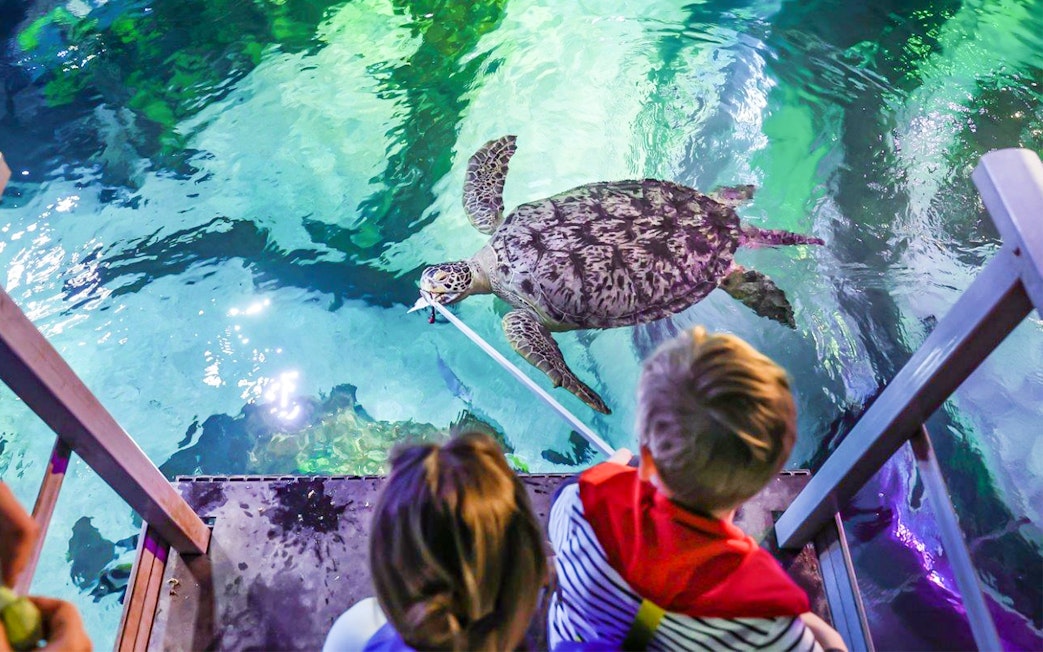 Children feeding a sea turtle at Sea Life Timmendorfer Strand.