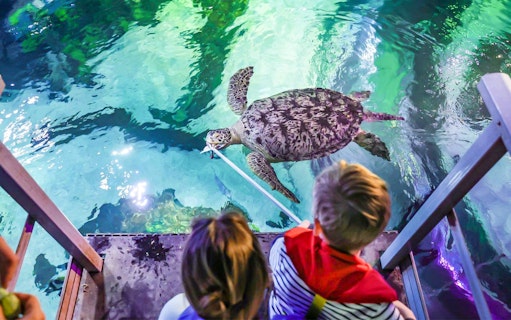 Children feeding a sea turtle at Sea Life Timmendorfer Strand.