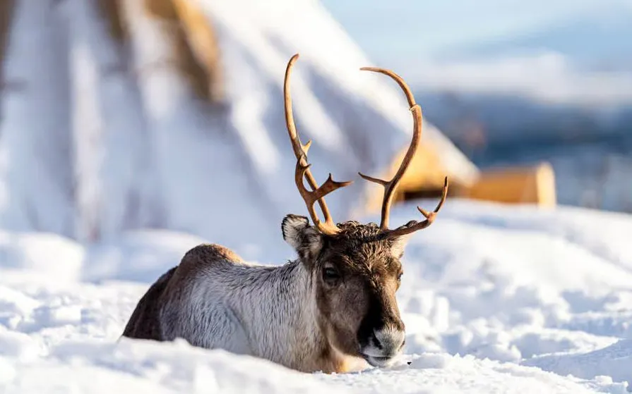 Reindeer resting in snow during Tromsø reindeer feeding experience.