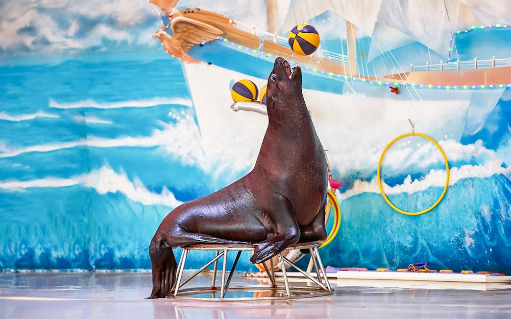 Seal balancing balls during a show at Dubai Dolphinarium.
