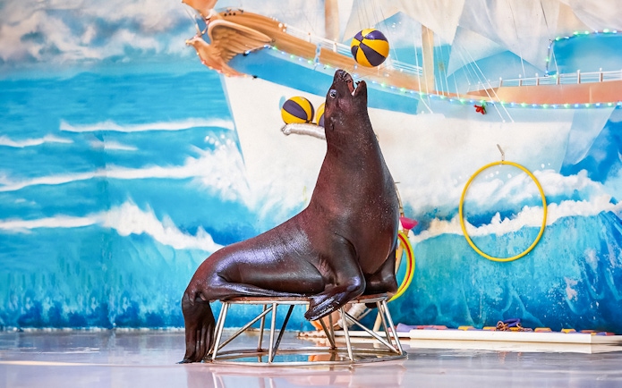 Seal balancing balls during a show at Dubai Dolphinarium.