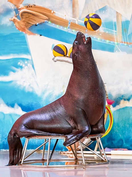 Seal balancing balls during a show at Dubai Dolphinarium.