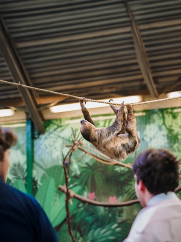 Linne's two-toed sloth hanging on a rope at Edinburgh Zoo exhibit.