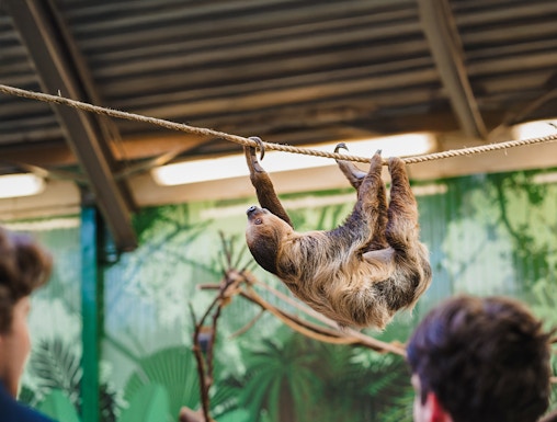 Linne's two-toed sloth hanging on a rope at Edinburgh Zoo exhibit.