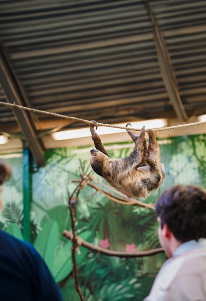 Linne's two-toed sloth hanging on a rope at Edinburgh Zoo exhibit.