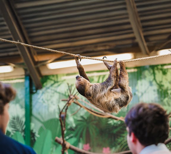 Linne's two-toed sloth hanging on a rope at Edinburgh Zoo exhibit.