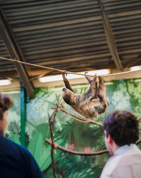 Linne's two-toed sloth hanging on a rope at Edinburgh Zoo exhibit.