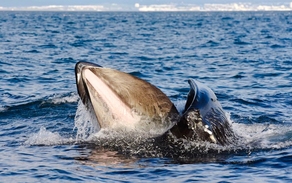 Whale breaching near Reykjavik during RIB speedboat tour.