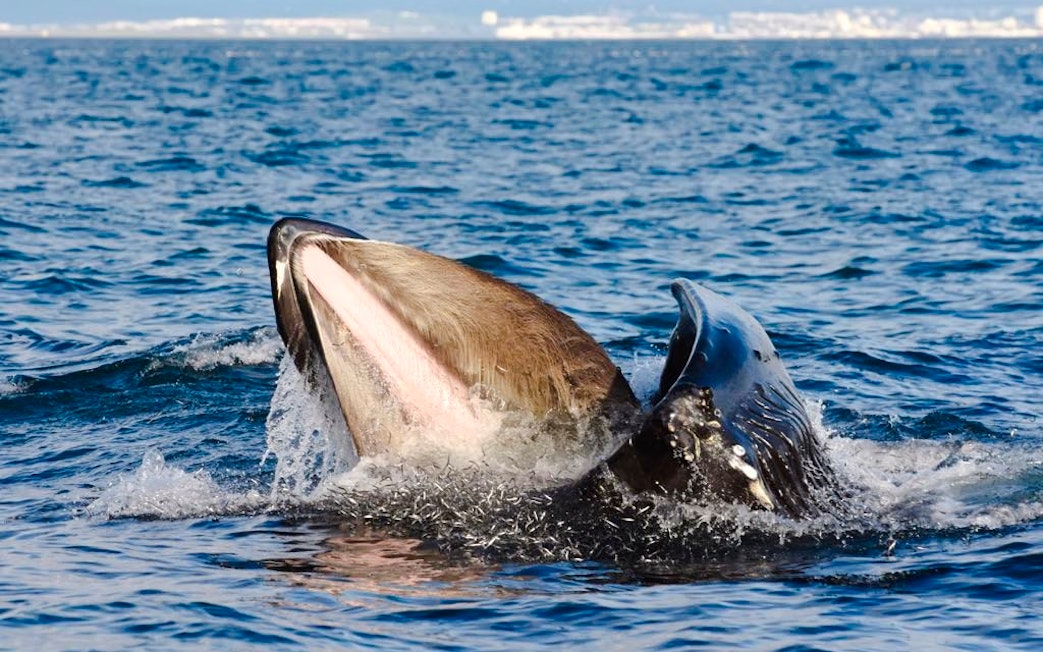 Whale breaching near Reykjavik during RIB speedboat tour.