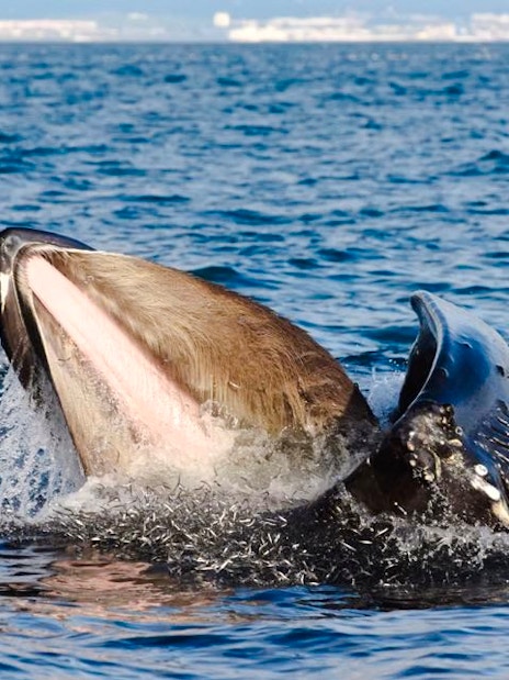 Whale breaching near Reykjavik during RIB speedboat tour.