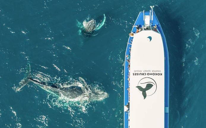 Whale swimming near a tour boat on a Gold Coast whale watching cruise.