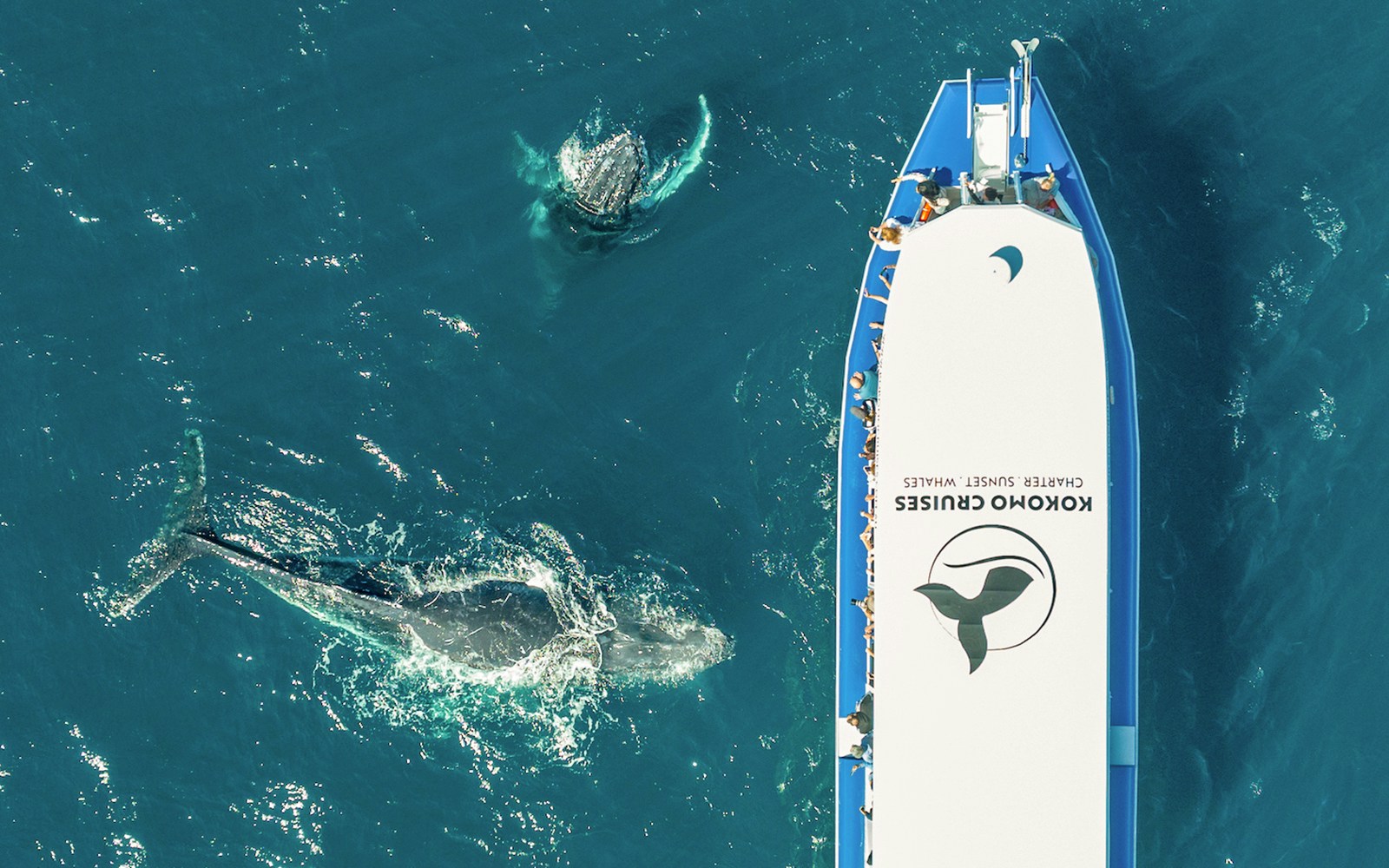 Whale swimming near a tour boat on a Gold Coast whale watching cruise.