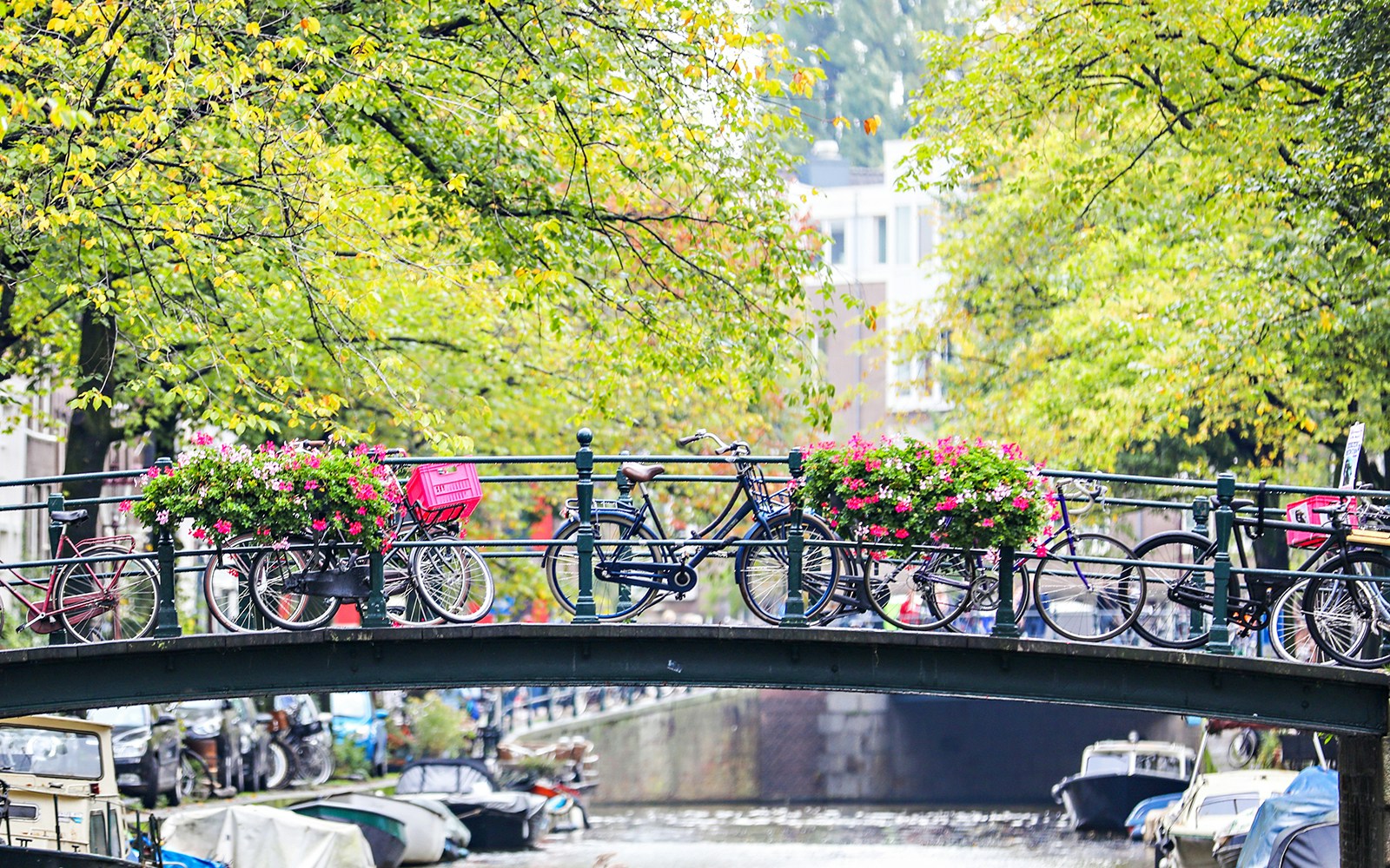 Eine Brücke mit angeschlossenen Fahrrädern und pinken Blumen in Töpfen im Amsterdamer Viertel Jordaan