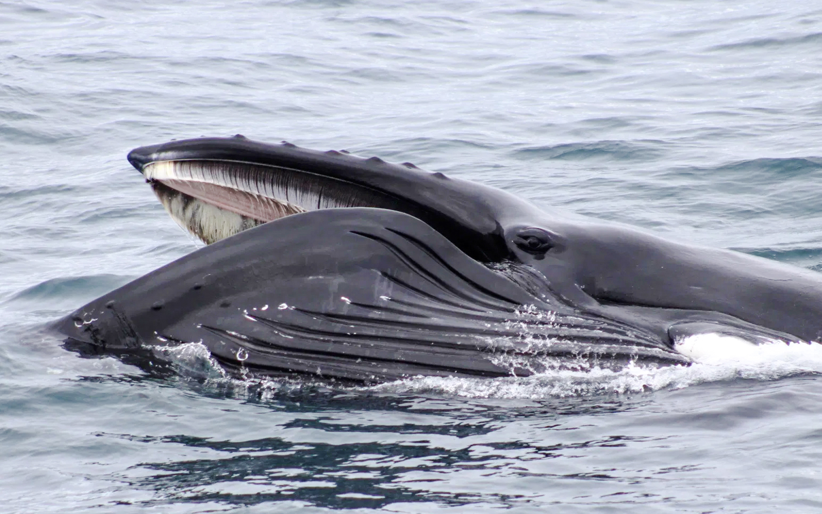 Whale surfacing near cruise during whale watching tour.
