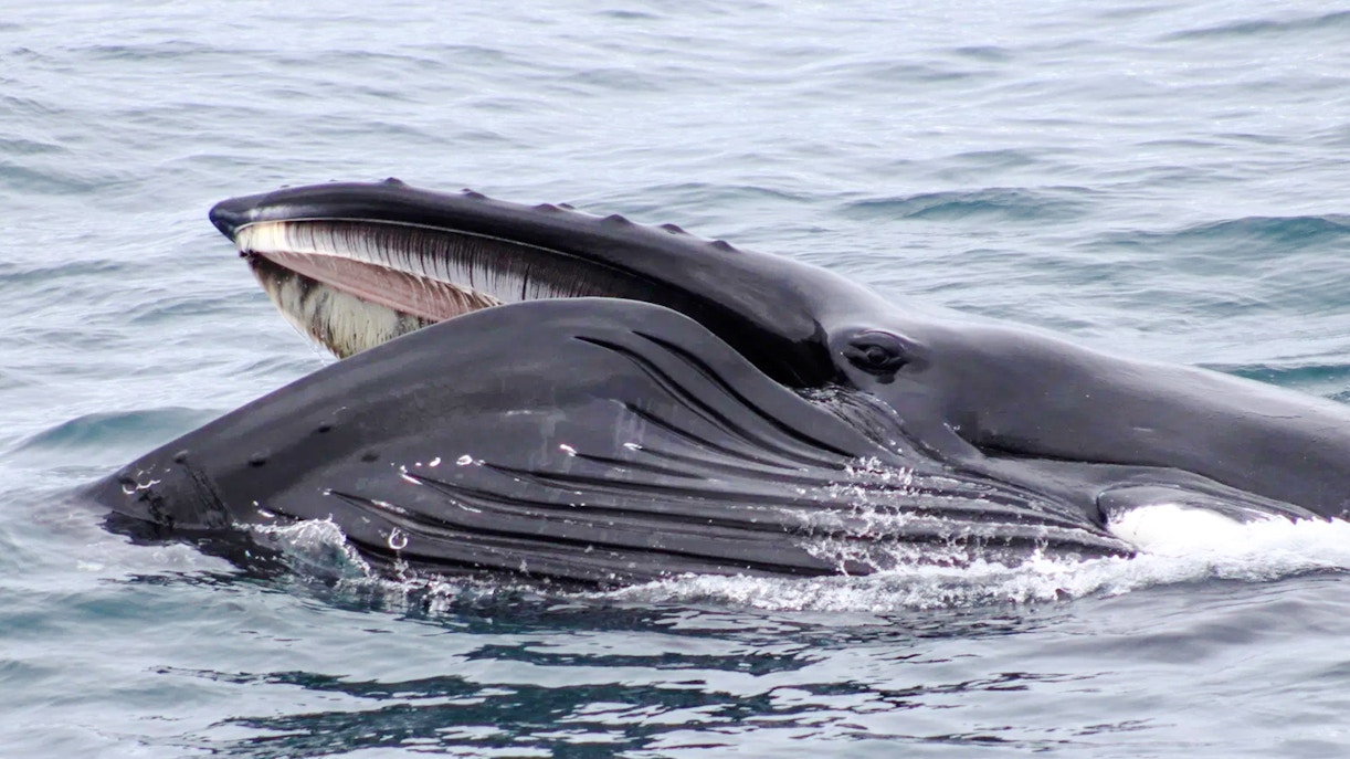 Whale surfacing near cruise during whale watching tour.