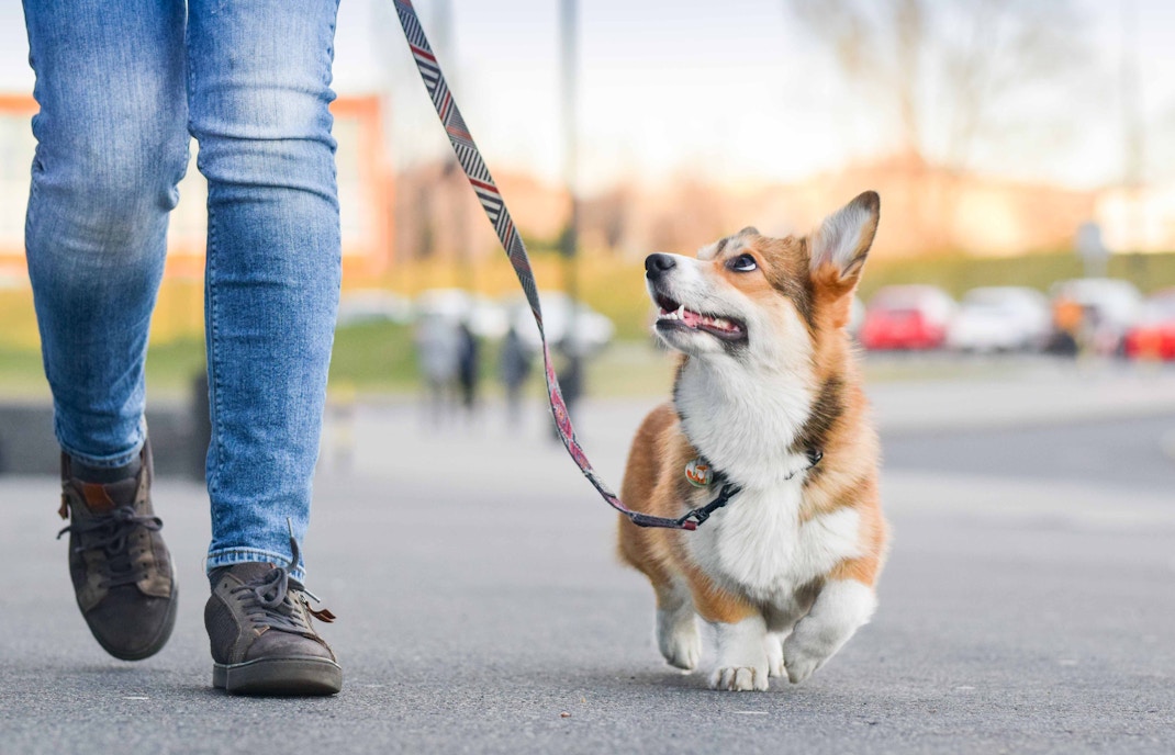normas disneyland paris