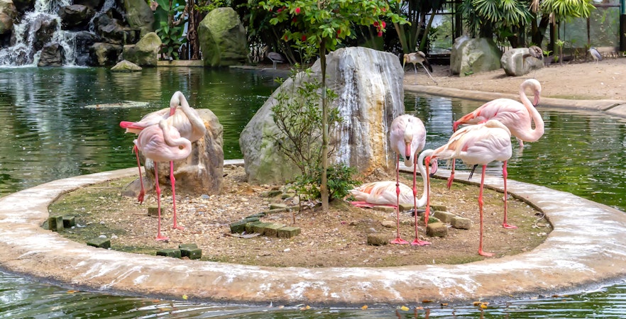 Pink flamingos on the lake with a waterfall in Kuala Lumpur bird park