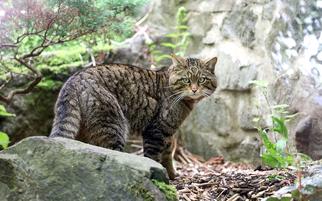 Wildcat in natural habitat at Highland Wildlife Park, Scotland.