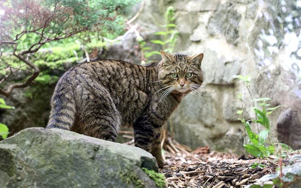 Wildcat in natural habitat at Highland Wildlife Park, Scotland.