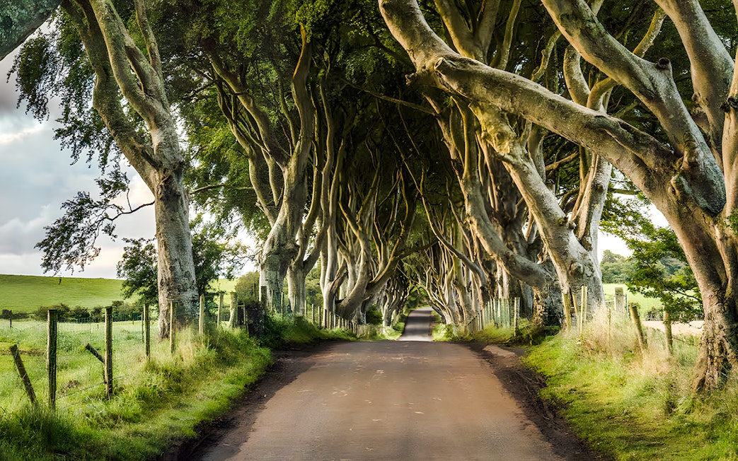 Tree-lined road at the Dark Hedges in Northern Ireland.