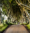 Dark Hedges
