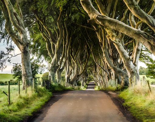 Tree-lined road at the Dark Hedges in Northern Ireland.