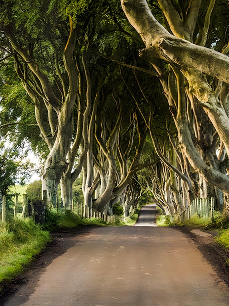 Tree-lined road at the Dark Hedges in Northern Ireland.