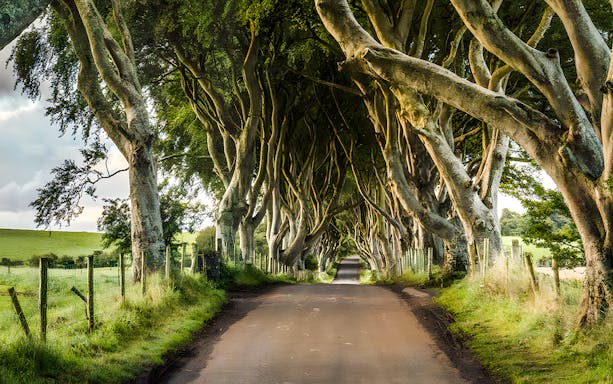 Tree-lined road at the Dark Hedges in Northern Ireland.