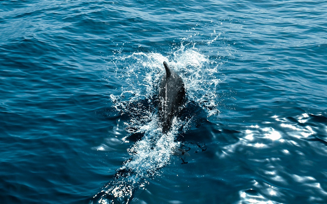 Dolphin swimming in ocean during private dolphin watching tour.