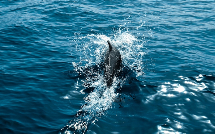 Dolphin swimming in ocean during private dolphin watching tour.