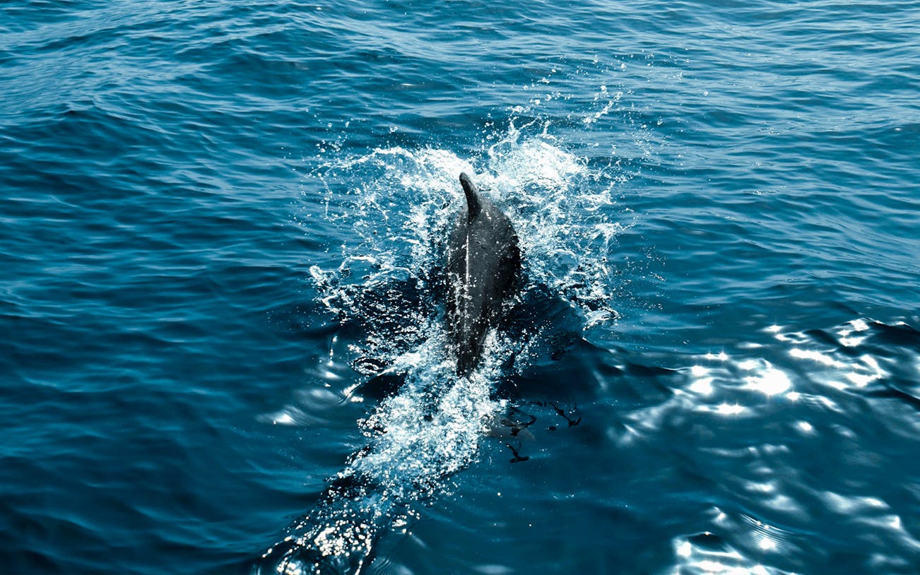 Dolphin swimming in ocean during private dolphin watching tour.