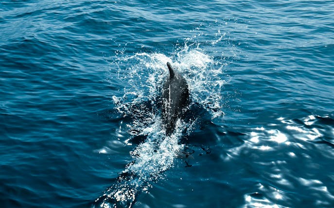 Dolphin swimming in ocean during private dolphin watching tour.