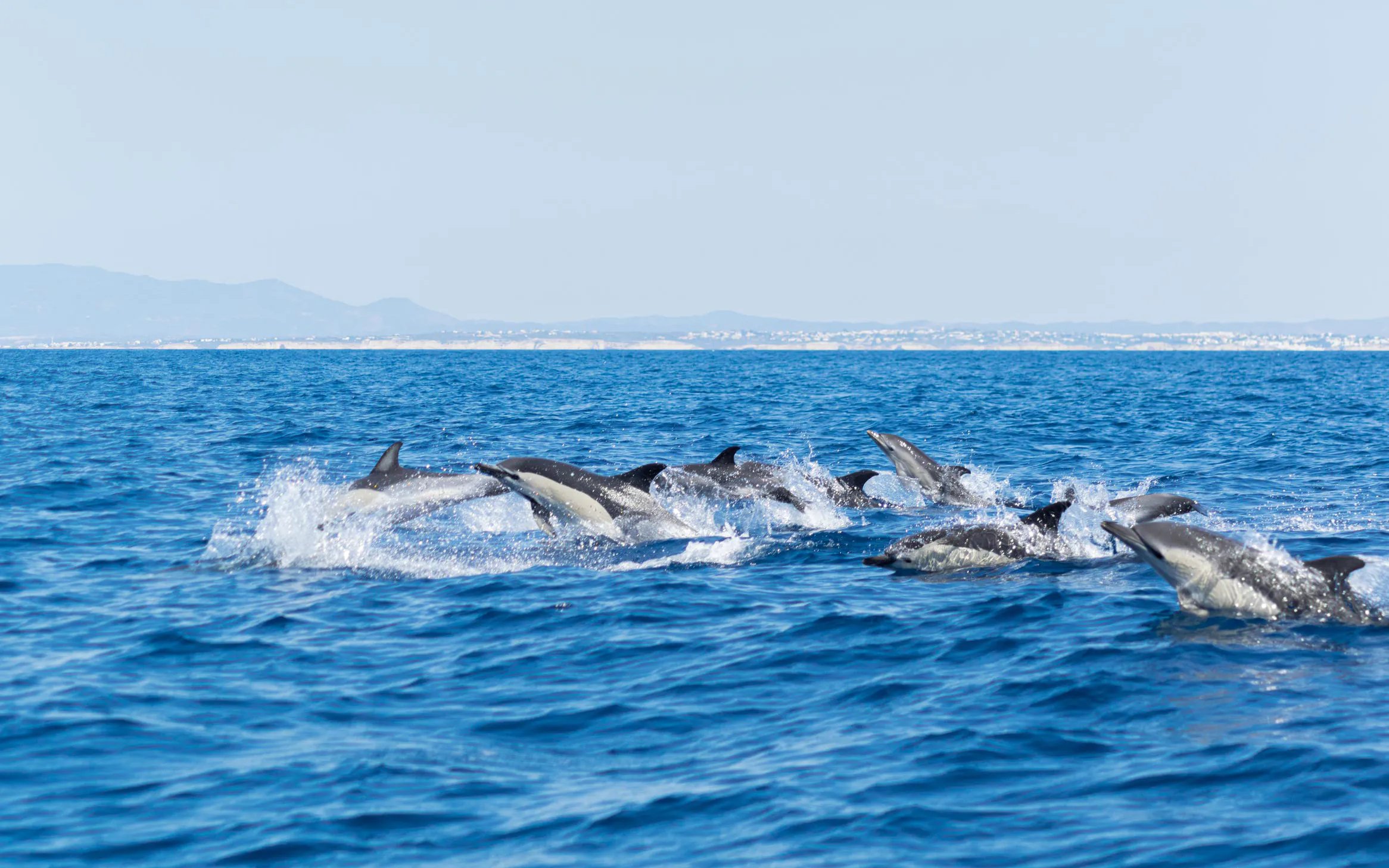 Dolphins swimming in the ocean during Benagil Cave Catamaran Cruise from Albufeira.