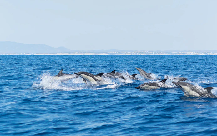 Dolphins swimming in the ocean during Benagil Cave Catamaran Cruise from Albufeira.