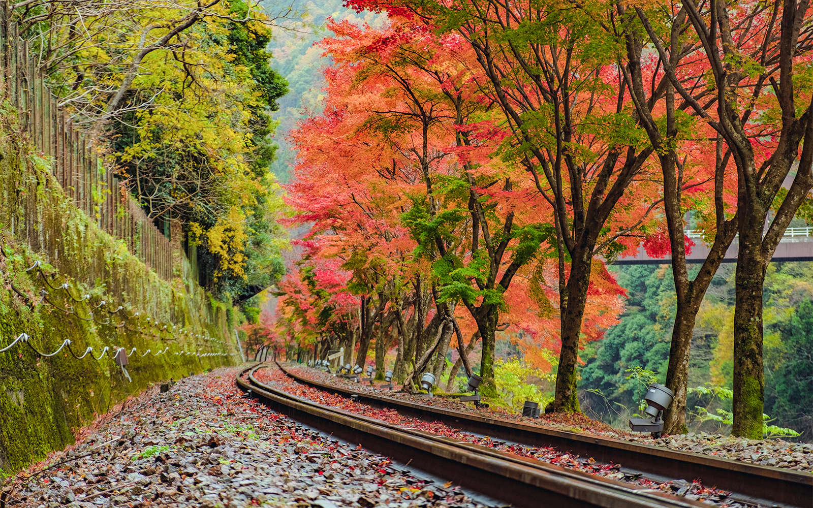 Sagano Romantic Train about