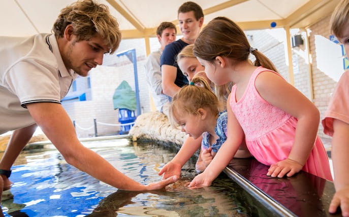 Children interacting with marine life at AQWA touch pool.