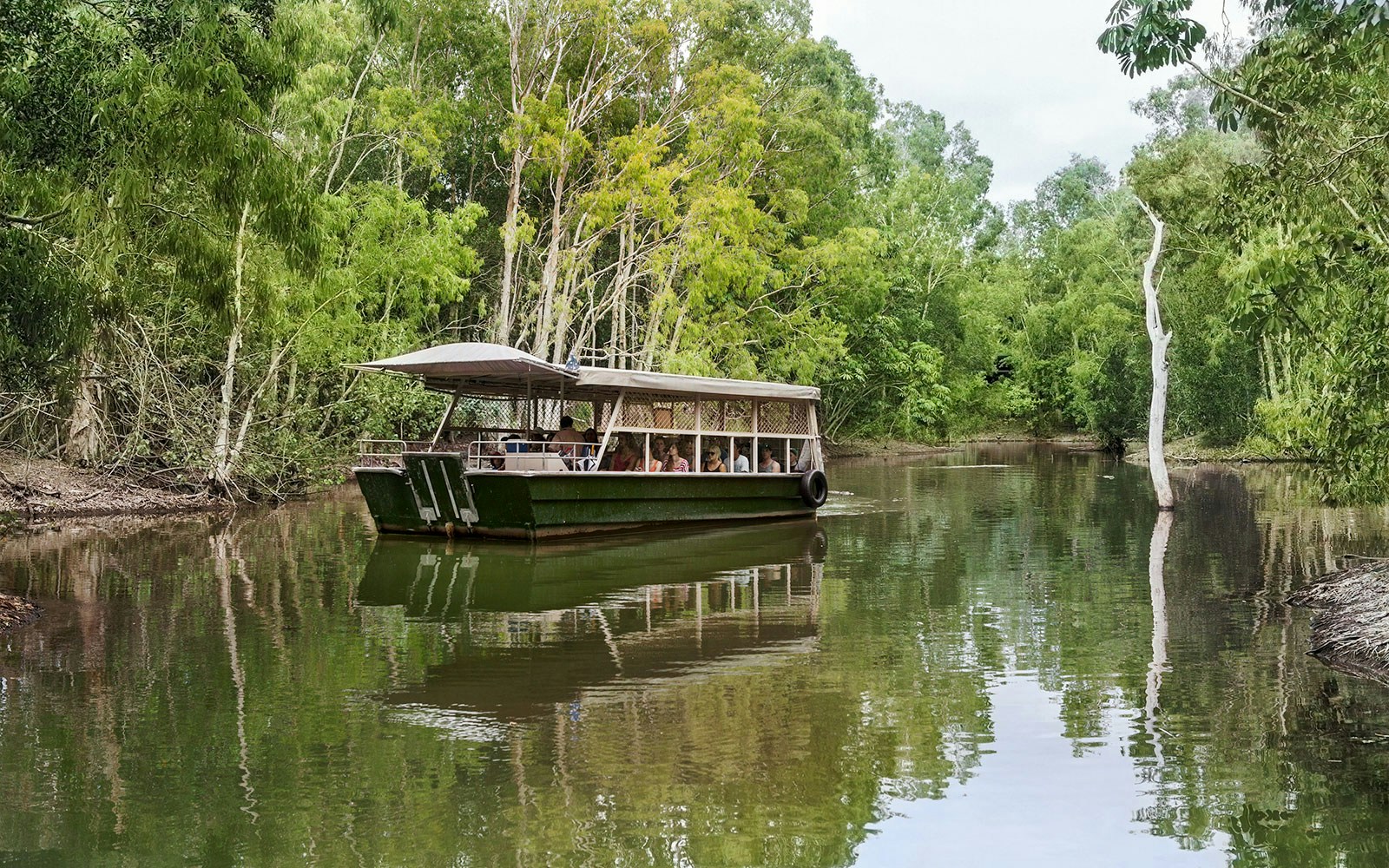 Boat tour through lush greenery at Hartley's Crocodile Adventures.