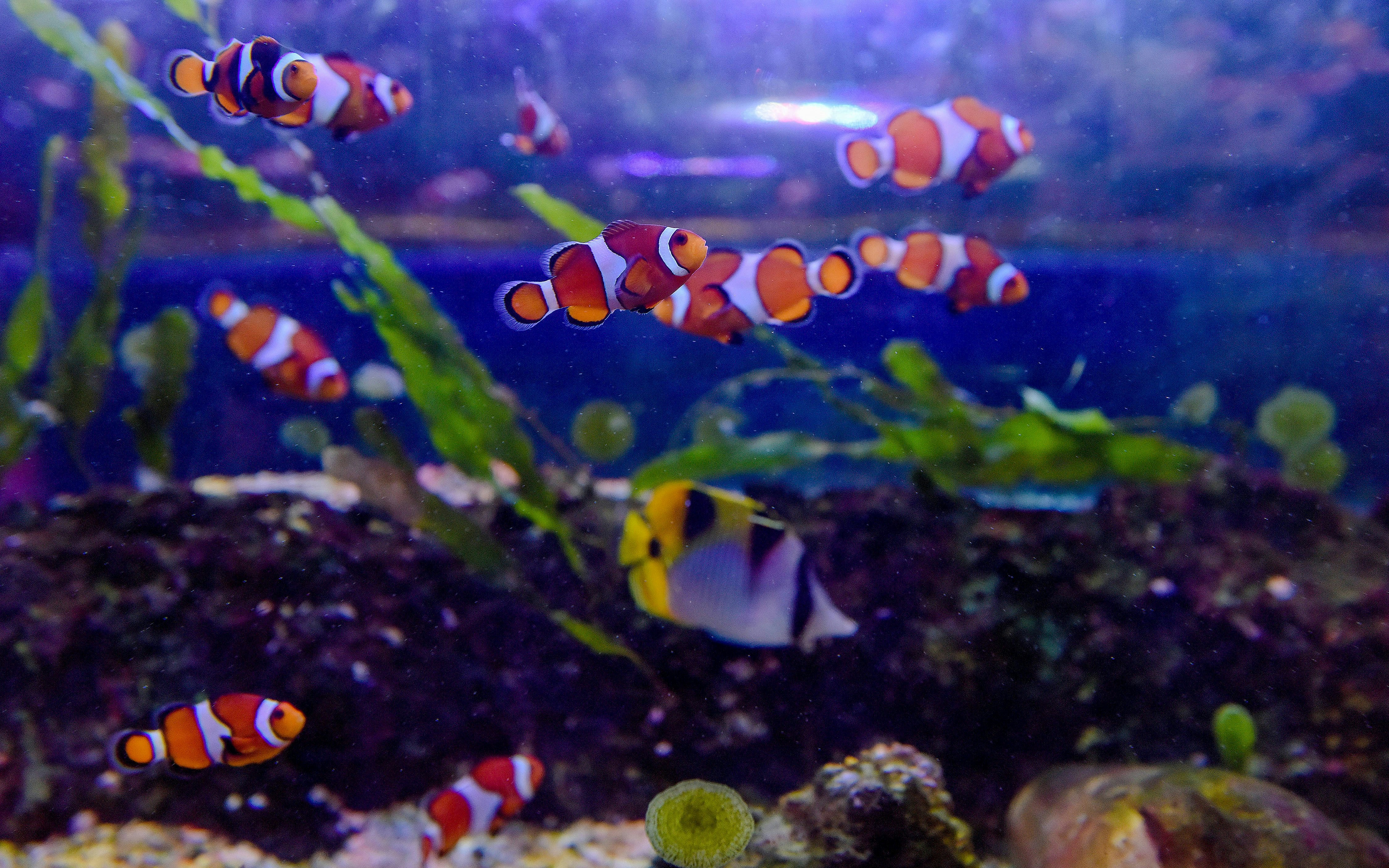 Clownfish swimming among coral and seaweed at SEA LIFE Birmingham.