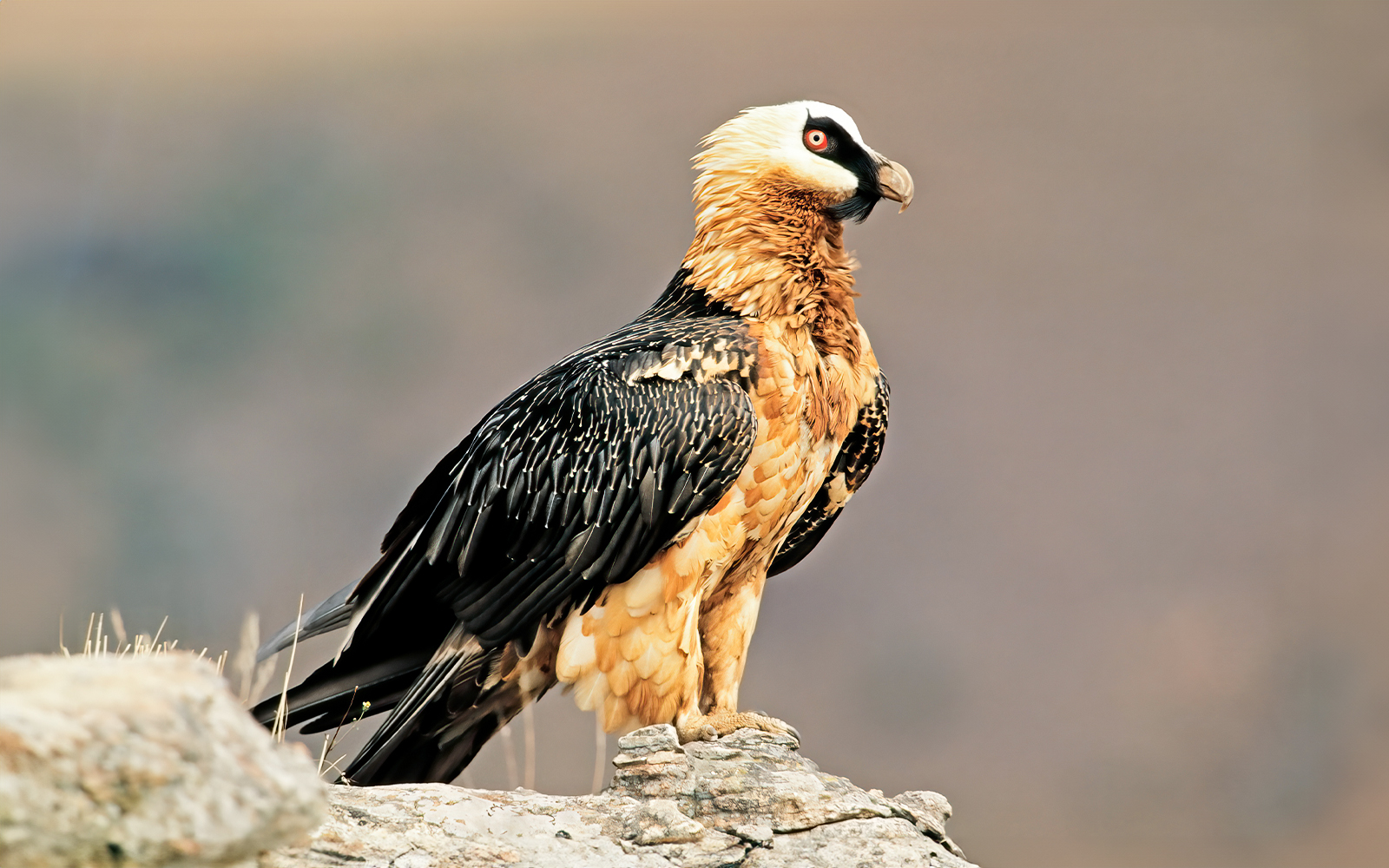 Alpine Zoo, Innsbruck.
