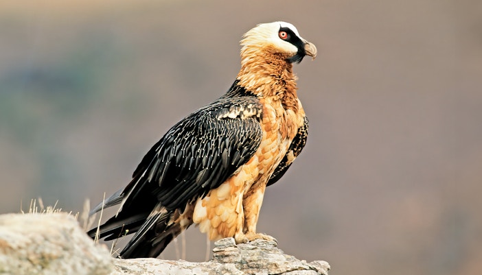 Alpine Zoo, Innsbruck.