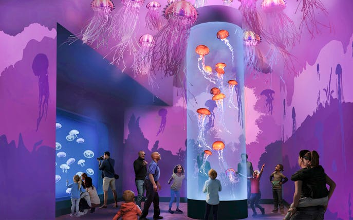 Jellyfish display at SeaWorld San Diego with visitors observing marine exhibits.