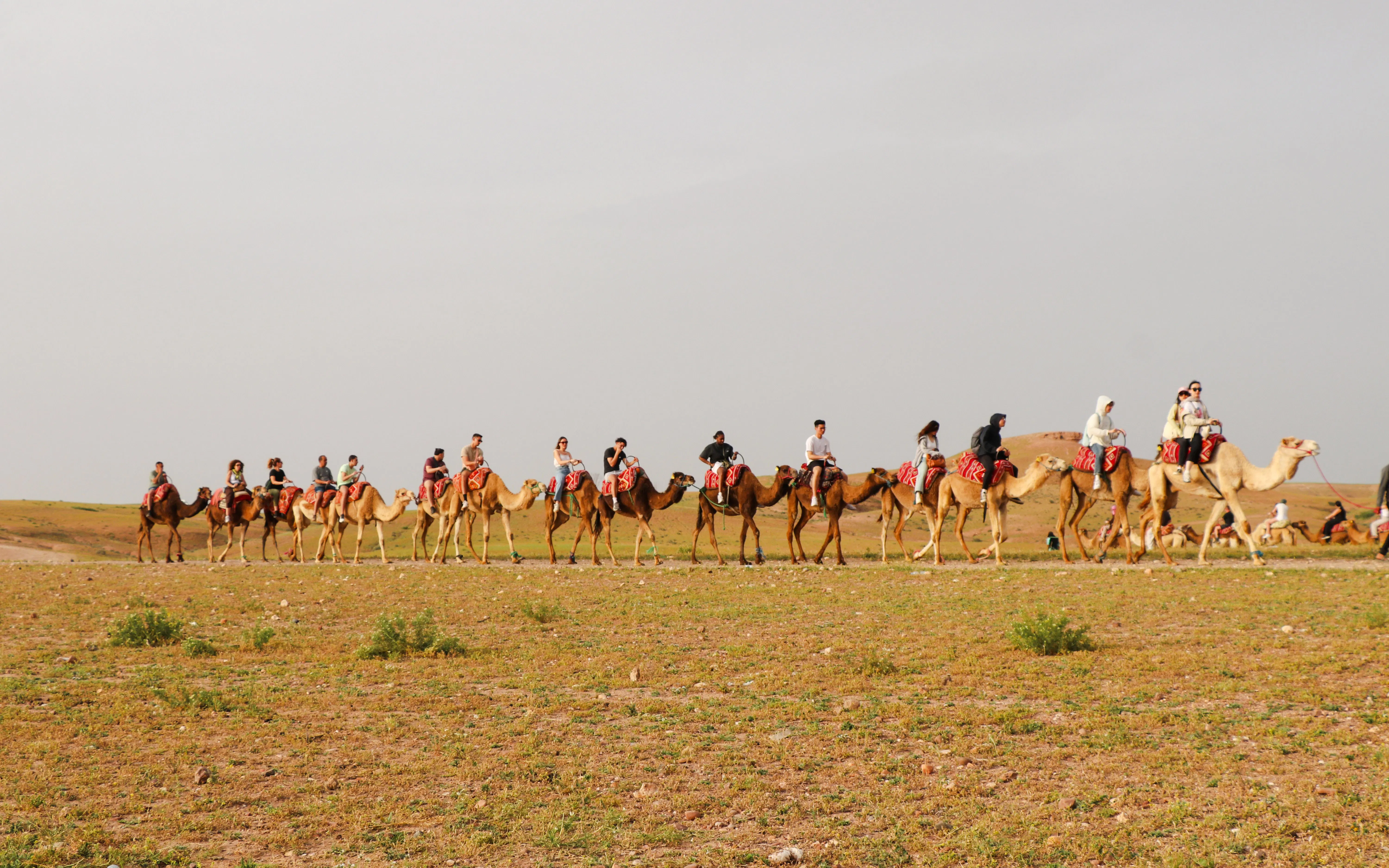 Camel ride tour in Agafay desert with a group of people on camels.