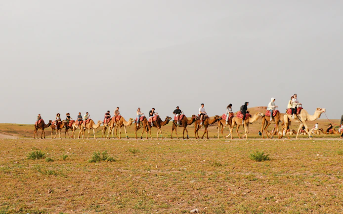 Camel ride tour in Agafay desert with a group of people on camels.