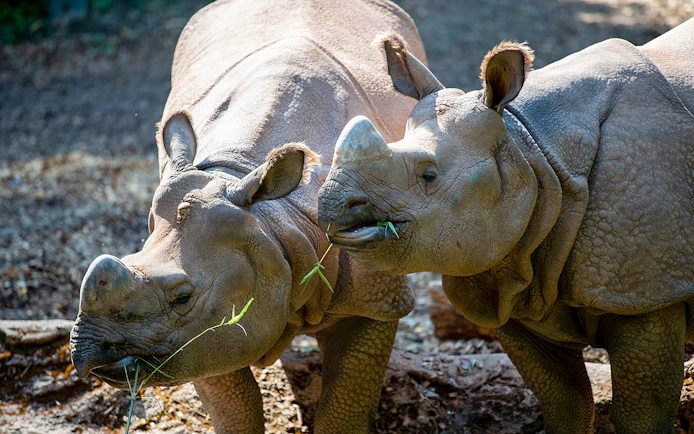 Indian rhinoceroses grazing at Woodland Park Zoo, Seattle.