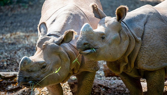 Indian rhinoceroses grazing at Woodland Park Zoo, Seattle.