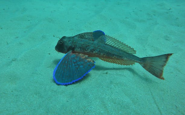 Colorful fish swimming on sandy seabed in Arrábida Natural Park.