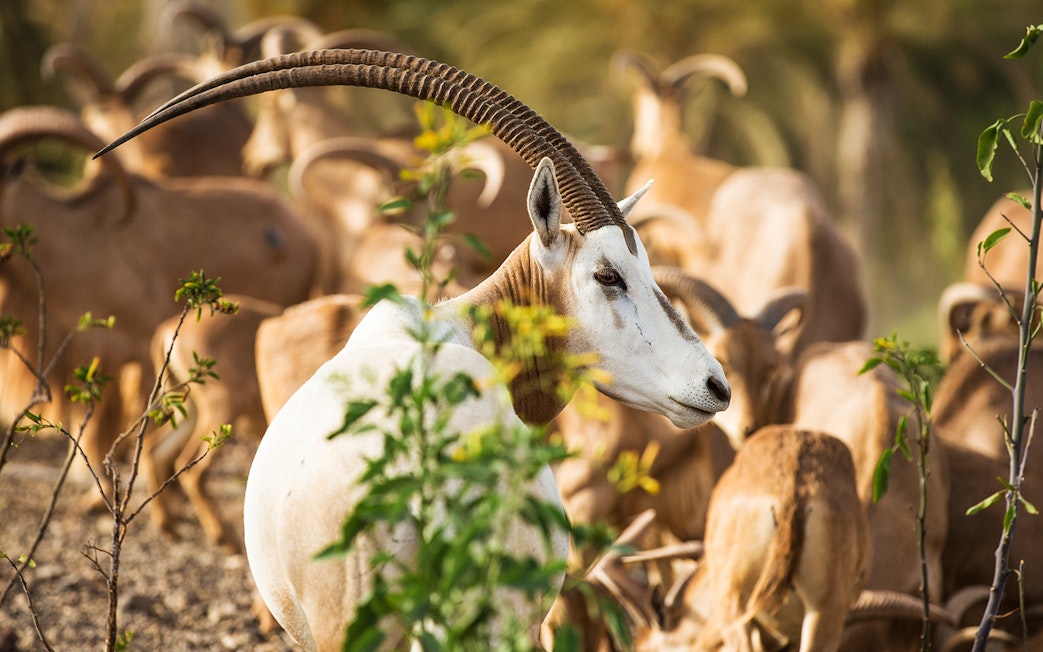 Antelope herd at Oasis Wildlife Fuerteventura entrance.