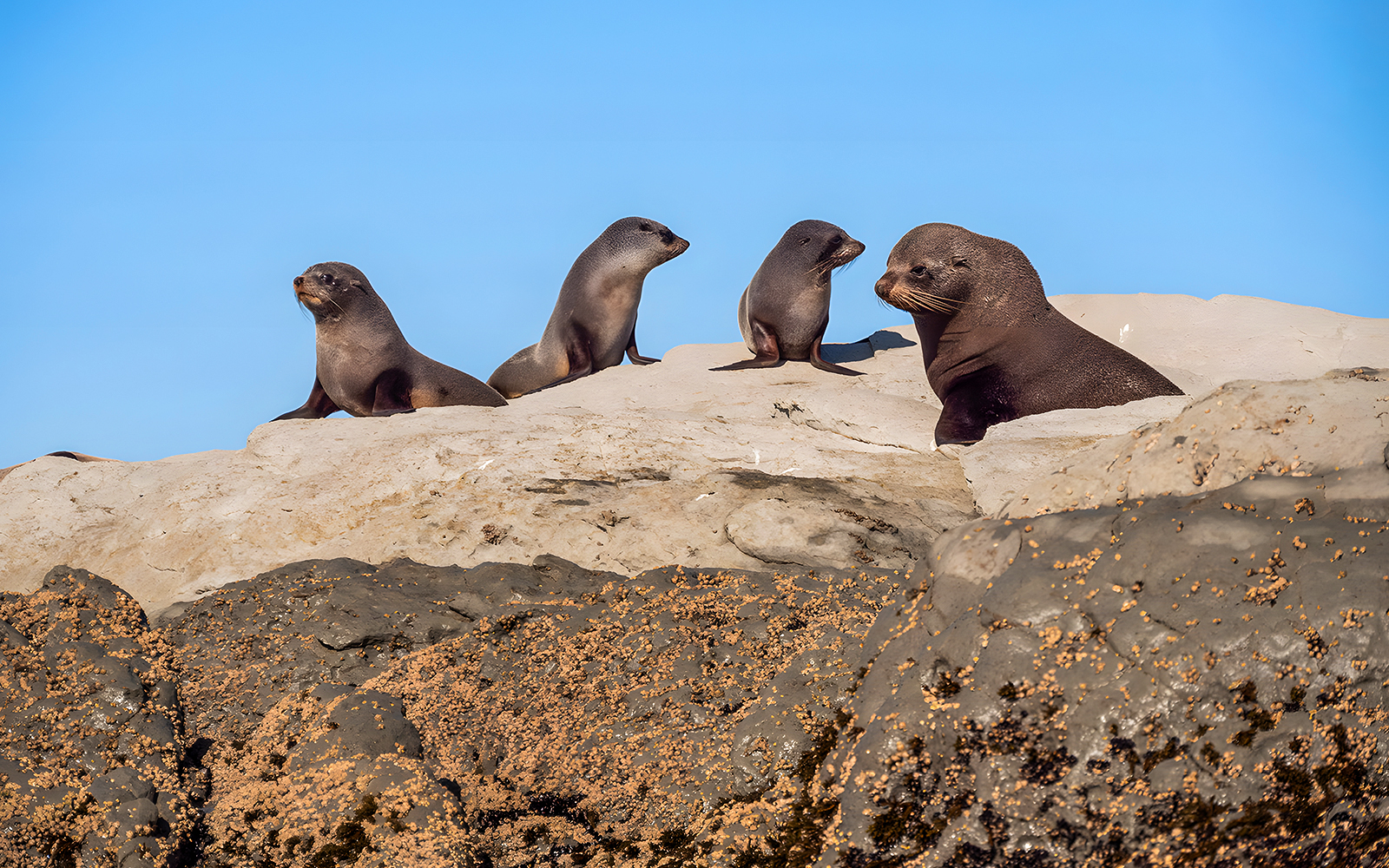Seals resting on rocks during a guided wildlife kayaking experience.