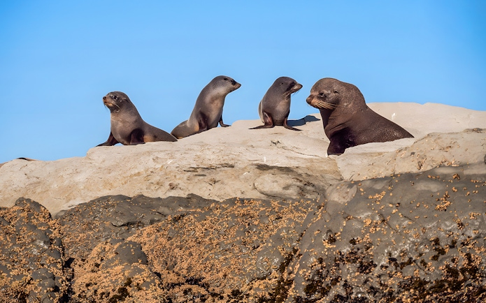Seals resting on rocks during a guided wildlife kayaking experience.